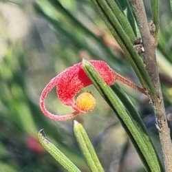 nudiflora